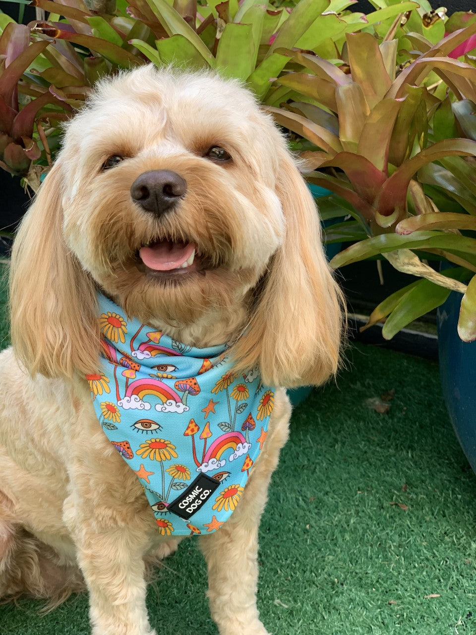 Wonderland Bandana